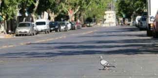 Fin de semana largo: cómo funcionarán los servicios el lunes y martes