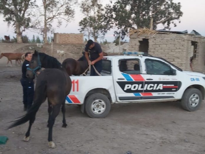 CABALLO RECUPERADO POLICIA