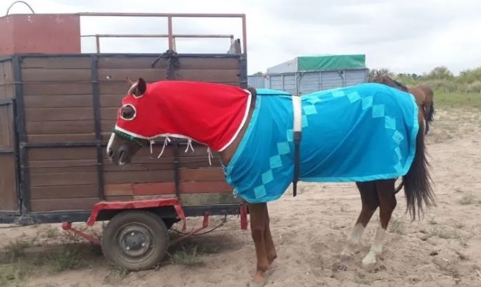 carrera de caballos ilegal