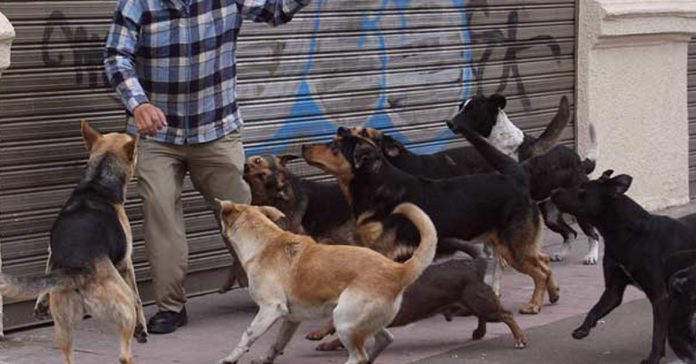 perros jauria