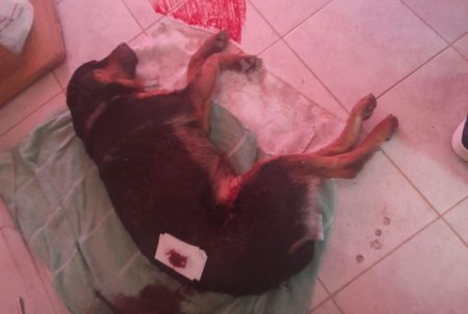 perro