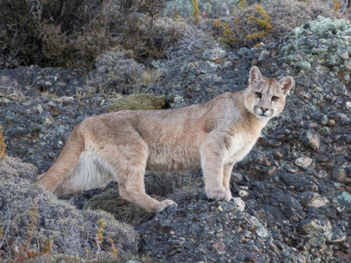 puma