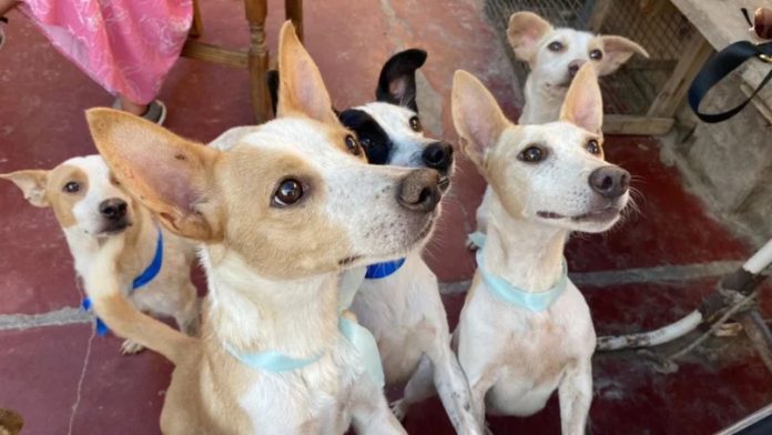 perros adopcion