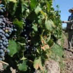 La cosecha de uva de San Juan creció 8,2% en 2026 y llegó a 4,29 millones de quintales, según el Anuario del INV