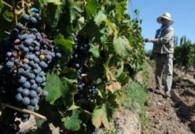 La cosecha de uva de San Juan creció 8,2% en 2026 y llegó a 4,29 millones de quintales, según el Anuario del INV