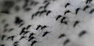 Súper Niño y dengue: Salud pondrá el foco en el Gran San Juan, Albardón, Sarmiento y Valle Fértil, aunque hoy no hay casos
