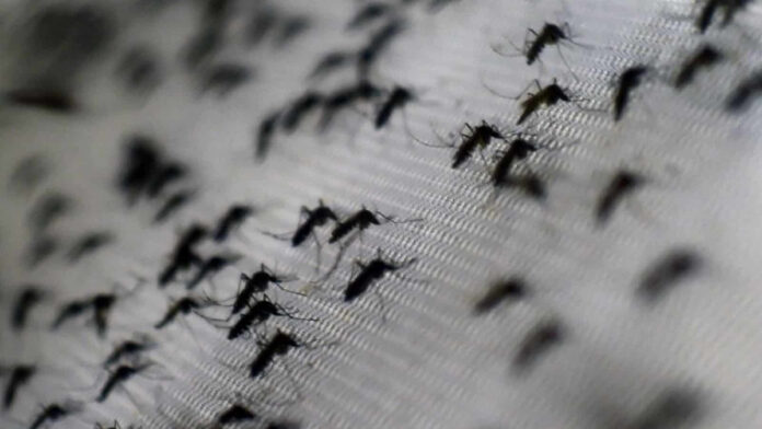 3-mosquito-aedes-dengue-san-juan